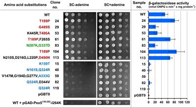 The Peroxisomal Targeting Signal 3 (PTS3) of the Budding Yeast Acyl-CoA Oxidase Is a Signal Patch